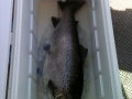 28lb Brown Trout.jpg